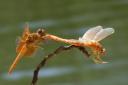 orange-dragonflies-interacting-2-by-graham-owens.jpg