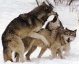 wolves-mating.jpg